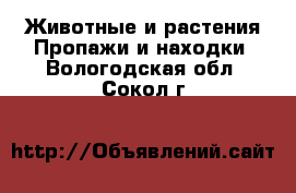 Животные и растения Пропажи и находки. Вологодская обл.,Сокол г.